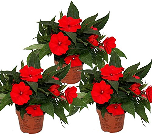 Exotenherz - Edel-Lieschen - Impatiens Neu-Guinea - 12cm Topf - Set mit 3 Pflanzen - Rot