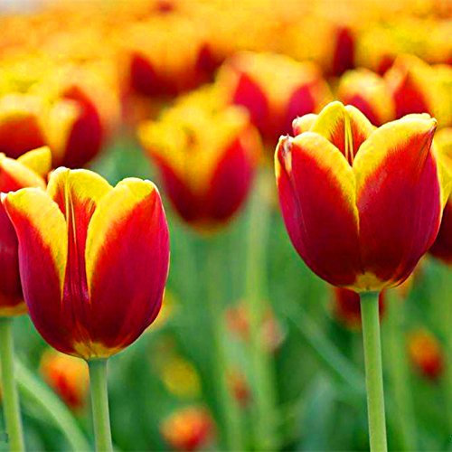 10pcs / bag Tulpe Samen Seltene Bonsai Blumensamen schöne gemischte Farbe Tulpen Topf ausdauernde Hausgärten Tulpe 10 Pflanzen