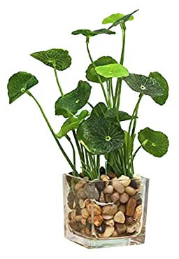 Money Artificial Plant With Glass Pots