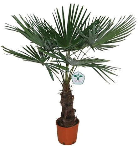 Trachycarpus Fortunei - Hanfpalme - TopfØ: 27 cm Höhe: 140 cm -Zimmerpflanze und Freilandpflanze -winterhart, immergrün