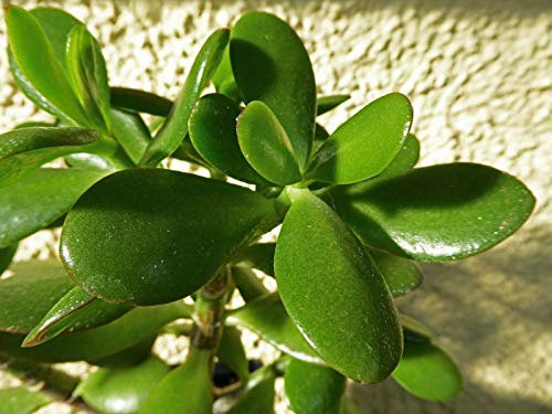 Portal Cool Crassula ovata Jade Plante Argent Amitiã© Arbre Succulent Feuille Boutures X 4