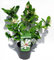 Calycanthus 'Venus' - Gewürzstrauch duftende weiße Blüten - Rarität- 5 Liter Topf, Höhe 60-80 cm