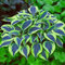 Bulbos Hosta perennes, brillantes a granel, plantación profesional para impresionantes exhibiciones de jardín, 8 bombillas, C
