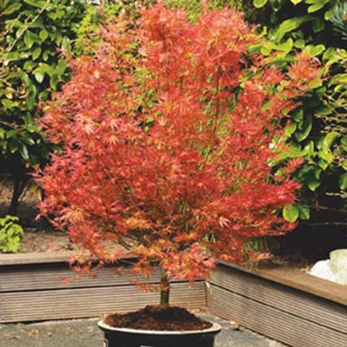 Plant Theory 40cm Grafted Wilson's Pink Dwarf Japanese Maple Acer Palmatum Shrub Plant 3L Pot