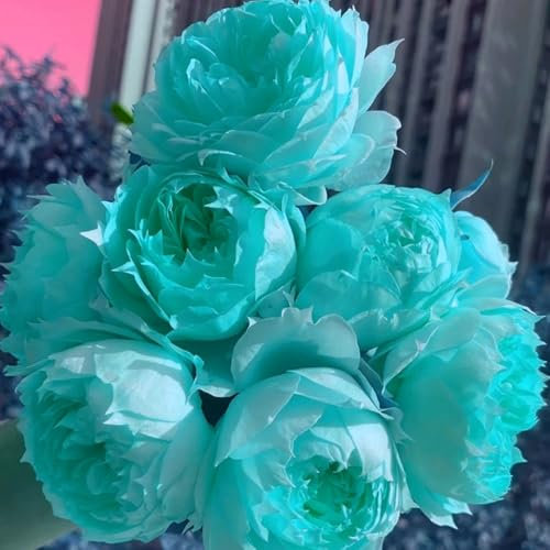 Hybridrose - Rose pflanzen knollen winterhart - Seltene Rosenpflanze - Strauchrosen, Duftrosen - Edelrosen in vielen Sorten und Farben-1Pflanze-I