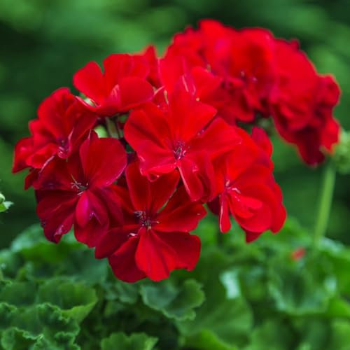 100 pcs geranien samen hängend - kleine geschenke geranie,Pelargonium hortorum, dachbegrünung deko bodendecker winterhart mehrjährig wildblumensamen bodendecker blumenwiese
