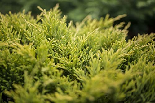 Kriech-Wacholder Juniperus horizontalis Limeglow 20-25 cm winterhart | Goldgelbes Nadelkleid, flach wachsend, sonniger Standort, ideal für Böschungen, Rabatten und Grabbepflanzung