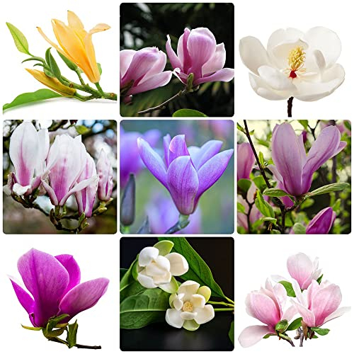50 Stück magnolia grandiflora samen magnolie Magnolienbaum balkonpflanzen winterhart bäume seed kräutergarten geschenk winterharte kübelpflanzen pflanzenkübel pflanzen für garten