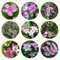 550 pcs myrte samen - zierbaum winterhart exotische pflanzen winterhart, balkonblumen dekopflanzen, kleines geschenk für frauen, gartenpflanzen pflanzensamen exotische zimmerpflanzen,
