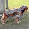 Lepep Transparenten Hunde Regenjacken Durchsichtige Hunderegenmantel wasserdichte Regenponcho Verstellbarer Regenumhang für Große und Mittelgroße Hunde, XXL bis zu 6XL (Blau, 4XL)