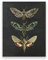 Motte Natur Insekten Drucke Vintage Poster Home Wall Decor Tier Pädagogisches Bild Kinderzimmer Kunst Leinwand Malerei Ungerahmt-30X40cm
