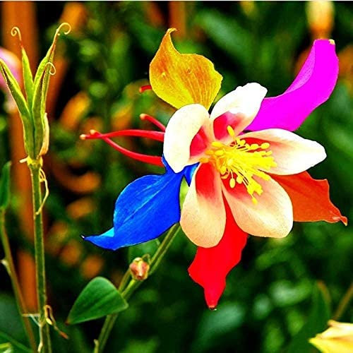200 Pièces Aquilégie Des Graines Forme Unique De Pétales Multicolores Mélangeant Des Fleurs D'ancolie Rares D'héritage Pour Les Jardiniers Préférés Facile à Entretenir Apporter