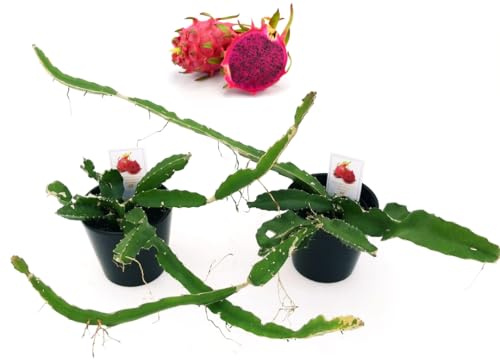 POWERS TO FLOWERS - PITAYA A POLPA ROSSA, FRUTTO DEL DRAGO, HYLOCEREUS UNDULATUS, DRAGON FRUIT, 2 PIANTE, piante vere