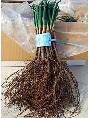 Barbatella di vite innestata UVA FRAGOLA BIANCA (10)