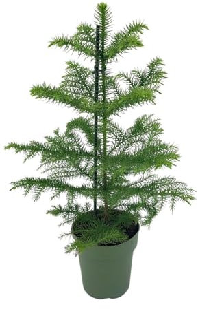 Araucaria Heterophylla – Abeto – Diámetro 21 cm – ↑70 cm