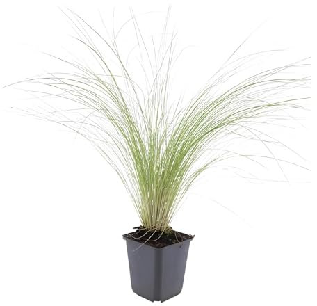Trendyplants - Stipa tenuissima 'Ponytails' - 20 Stück - Federgras - Winterhart - Höhe 10-25cm - Topfgröße Ø9cm