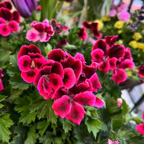 geranien kräuterpflanzen pflanzensamen exotisch dekopflanzen balkon garten frühlingsblumen gartensamen zimmerpflanze blumenwiese herbstaussaat mehrjährig blumendeko indoor 150samen