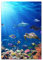 Tulup Glas-Bild Wandbild aus Glas - Wandkunst - Wandbild hinter gehärtetem Sicherheitsglas - Dekorative Wand für Küche & Wohnzimmer 70x100 - Landschaften - Korallenriff - Mehrfarbig