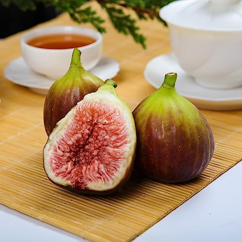 200 Stücke feigenbaum im topf, Feigen samen, baumsamen, exotische pflanzen winterhart (Ficus carica) obst samen, gewächshaus balkon säulenobstbäume, geschenk garten feigenbaum samen,