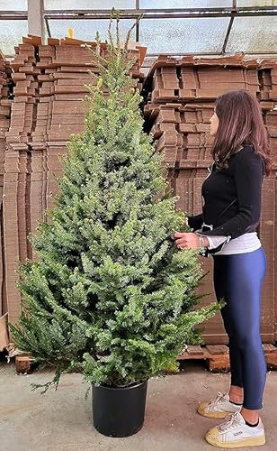 POWERS TO FLOWERS - ALBERO DI NATALE CON RADICI, PINO NATALIZIO, ABETE NATALIZIO, ALTEZZA 120CM, VASO 24CM diametro, OFFERTA ULTIMI PEZZI!! piante vere