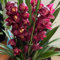 Cymbidium-Zwiebeln, Cymbidium Orchidee Pflanze, Cymbidium-Rhizome Winterhart, Orchideen Pflanzen,Topfpflanzen Das Ganze Jahr üBer. Phalaenopsis Orchideen,Winterhart,Kolibri Orchids,-5zwiebeln-I