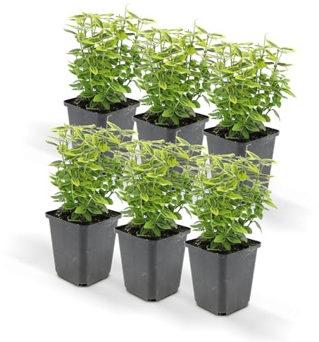 Bodendecker - Kriechspindel - Euonymus fortunei 'Emerald Gold' - 9cm Topf - Set mit 6 Pflanzen