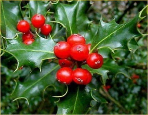 10 HOLLY SEEDS Ilex aquifolium SEED: Package Contains Seeds