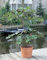 Obst (Ficus carica (Feige))