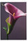 Drapeau de jardin avec lys calla violet - 61 x 91 cm - Ne se décolore pas - Double face - Bannière d'extérieur pour cour, porche, pelouse