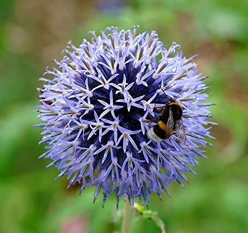 Kugeldistel Veitch's Blue - Echinops ritro - 30 Samen