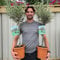 Olive Tree 1.1m Approx | 1 Potted Patio Hardy Tree | Olea Europea, Gold