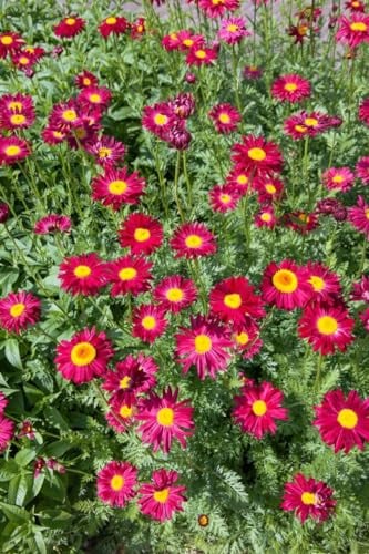 Tanacetum coccineum 'Robinsons Rot' ca. 9x9 cm Topf - Rote Margerite, leuchtend rote Blüten, Blütezeit Juni-August, ideal für Beete, bienenfreundlich, pflegeleicht