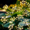 Redefun Solar Garden Lights 2 Pack 160 LED Solar Firework Lights, 8 Modes Garden Light SolarPowered Waterproof Swaying Firefly Light for Outdoor Patio Pathway Decor, Gardening Gifts for Women