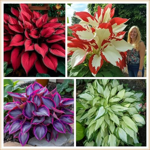 Hosta Bulbs Live, Hosta Plants for Sale, Perennial, Easy Plant, Ornamental Flowers, Wedding Flowers, Bulbs Mix, 6bulbs-b