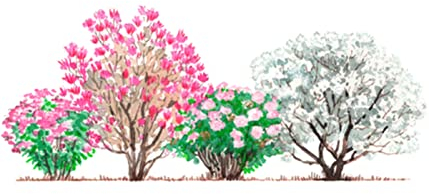 Dehner Blütenhecke Pastell, 2 x Rosendeutzie, 1 x Sternmagnolie, 1 x Purpur-Magnolie, für 3-4 Meter blühende Hecke, 40-60 cm, 4 x 2.3 l Topf, Heckenpflanze