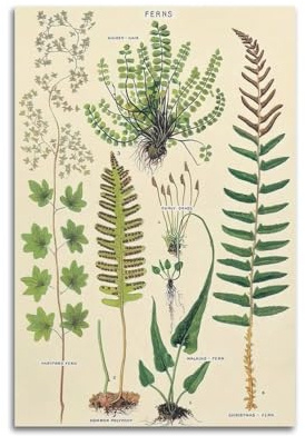HUANA Vintage-Poster, Farn-Wandposter, dekoratives Gemälde, Leinwand, Wandposter und Kunstdruck, moderne Familienschlafzimmer-Dekoration, Poster, 50 x 75 cm