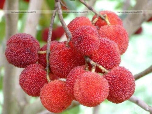 Myrica rubra seltene tropische Samen Japanische Bayberry Große Zimmerpflanze oder Bonsai (10)