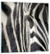 Bilder auf Glas Zebra Streifen Tierwelt Safari Glasbild 30x30cm Wandbilder Dekoration Wohnzimmer Schlafzimmer Küche Deko Klein Wanddeko Bild im Glas Wand Kunstdruck Art Modern Wall Decor GAC30x30-2195