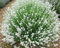Graines de fleurs de lavande 100 pièces blanches
