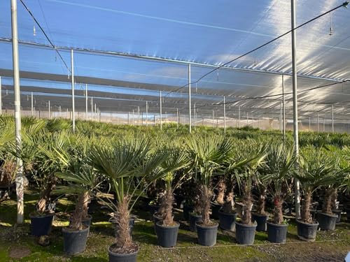 Trachycarpus Fortunei Palmier chinois éventail 140-160 cm, hauteur du tronc 40-50 cm, résistant à l'hiver jusqu'à -18 °C, pot Ø 33 cm