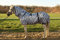 Hafer24 Ekzemerdecke Fliegendecke Master - Farbe Zebra alle Gr. 85 cm - 165 cm (85)
