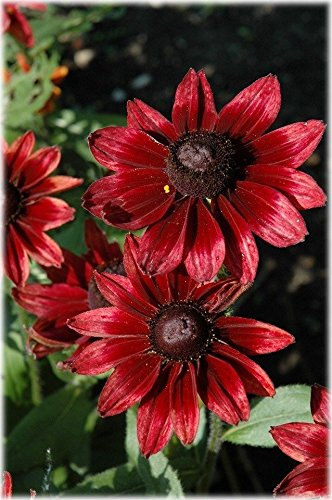 Semi 30+ Rudbeckia Cherry Brandy fiore/perenne