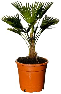 Tropictrees Trachycarpus Wagnerianus, palmier wagner, hauteur totale : env. 90 cm, hauteur du tronc : 15-25 cm, classe A+