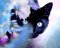 Crafts&Co® Diamond Painting Set, 5D Diamant Malerei, DIY, Malen nach Zahlen, Runde Dril Perlen, Wandbild, Kunsthandwerk für Zuhause, Wanddekoration (Schwarze Katze, 30 x 40 cm)