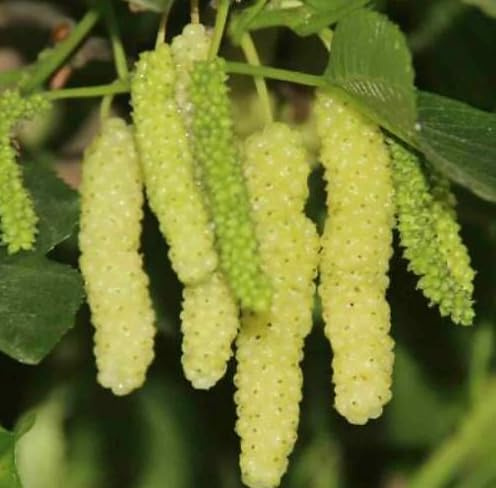 Vivaio Garden Forest Gelso Bianco del Pakistan Morus Saharanpur H 160 cm | Pianta da Frutto Ornamentale, In Vaso, Varietà Nana, Adatta a Piccoli Spazi o Balconi