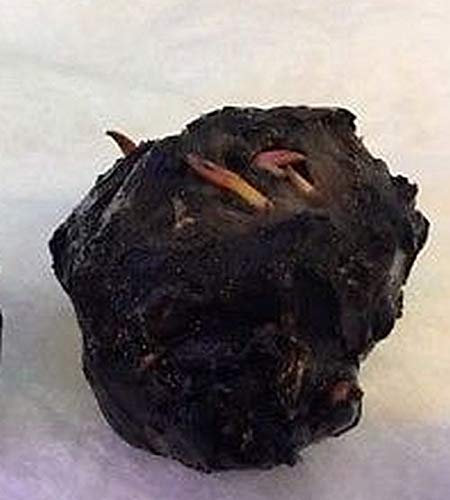 2 x Live Aquarium Bulb - Nymphaea RUBRA Red Tiger Zenkeri Lotus - Plant Tropical Fish Tank Hide for Betta