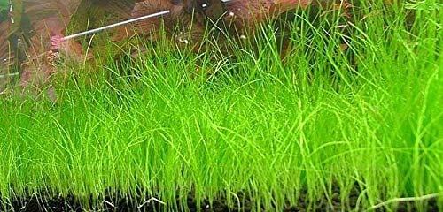 Portal Cool 60X Eleocharis Acicularis/Nain Sumpfbinse Aquarium Plant