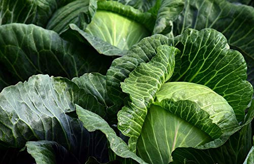 Graines Choux cabus de Brunswick - sachet de 400 graines - Brassica/oleracaea/Brassicaceae - Graines de style