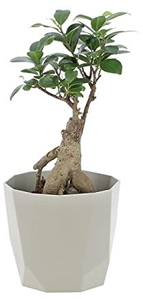 KENTIS - Bonsaï Ficus Ginseng/Retusa - Vraies Plantes d'Intérieur - Vrai bonsaï - Pot de Ø 12 cm