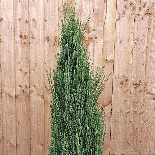 Plant theory Blue Arrow Rocky Mountain Juniper Conifer Tree Scopulorum Evergreen 3L Pot
